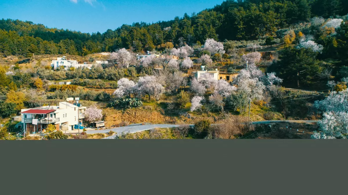 Antalya'da erken çiçek açan badem ve kiraz ağaçları, üreticiler için