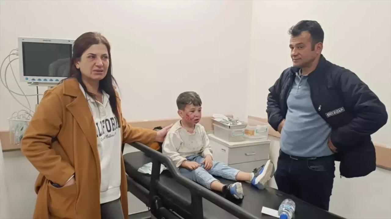 Başıboş Köpek Sorunu: Türkiye'de Yaşanan Saldırılar ve Çözüm Çabaları
