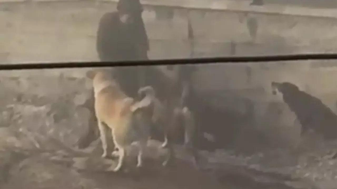Başıboş Köpek Sorunu: Türkiye'de Yaşanan Saldırılar ve Çözüm Çabaları