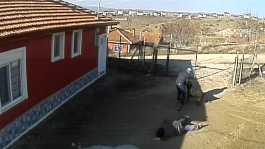 Başıboş Köpek Sorunu: Türkiye'de Yaşanan Saldırılar ve Çözüm Çabaları