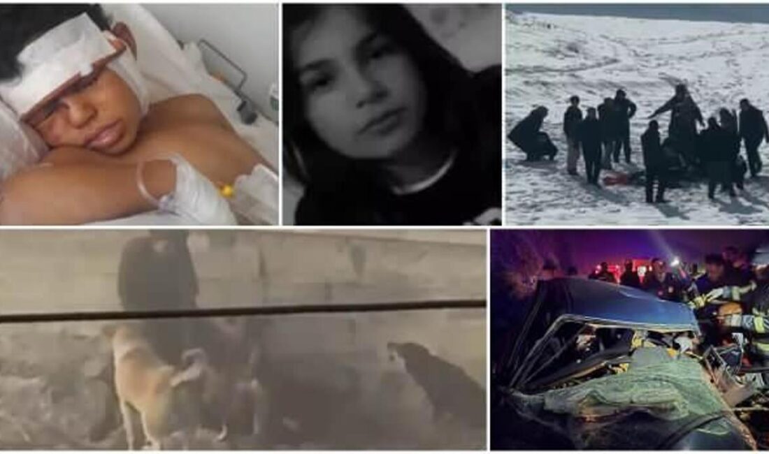 Başıboş köpek sorunu, Türkiye'de artan saldırılar ve toplumsal güvenlik endişeleriyle