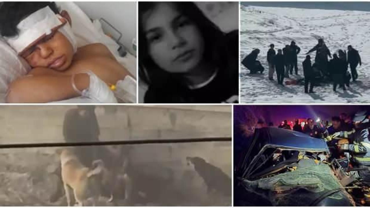 Başıboş köpek sorunu, Türkiye'de artan saldırılar ve toplumsal güvenlik endişeleriyle