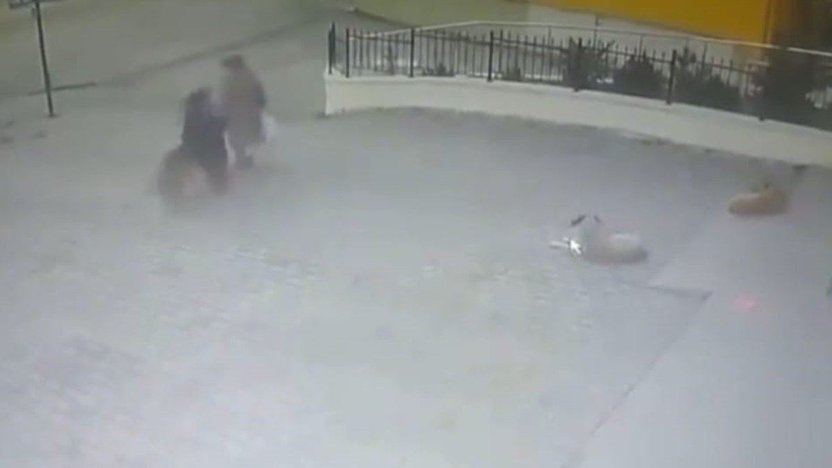 Başıboş sokak köpeklerinin saldırıları, Ayşe Yücel'in korkulu anlarıyla gündeme geliyor.