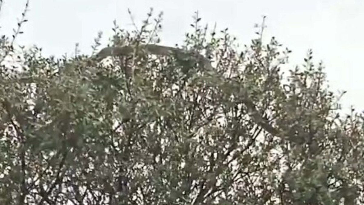 Tarlasından dönerken yolda dev bir yılan ile karşılaşan ikiliden Günay