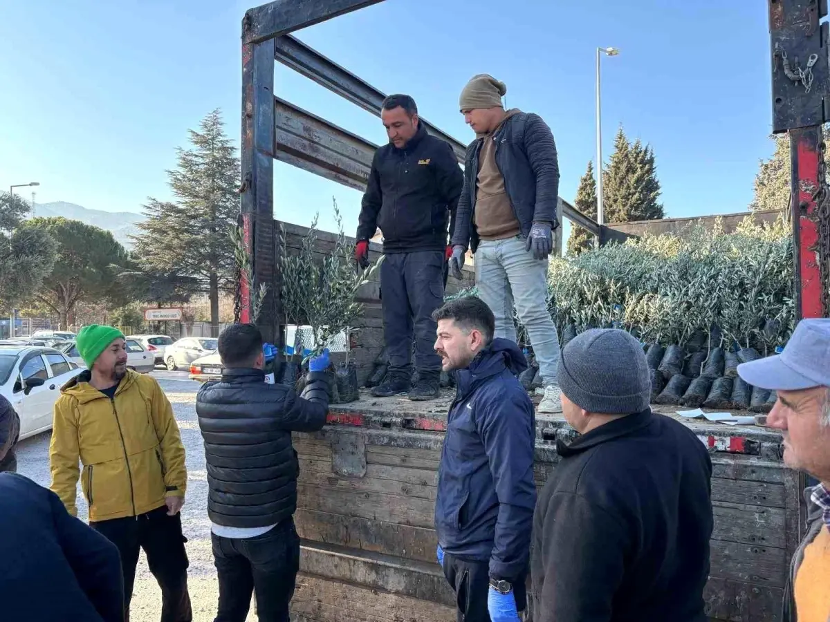 Denizli Büyükşehir Belediyesi, Tavaslı çiftçilere zeytin fidanı dağıtarak tarımsal üretimi