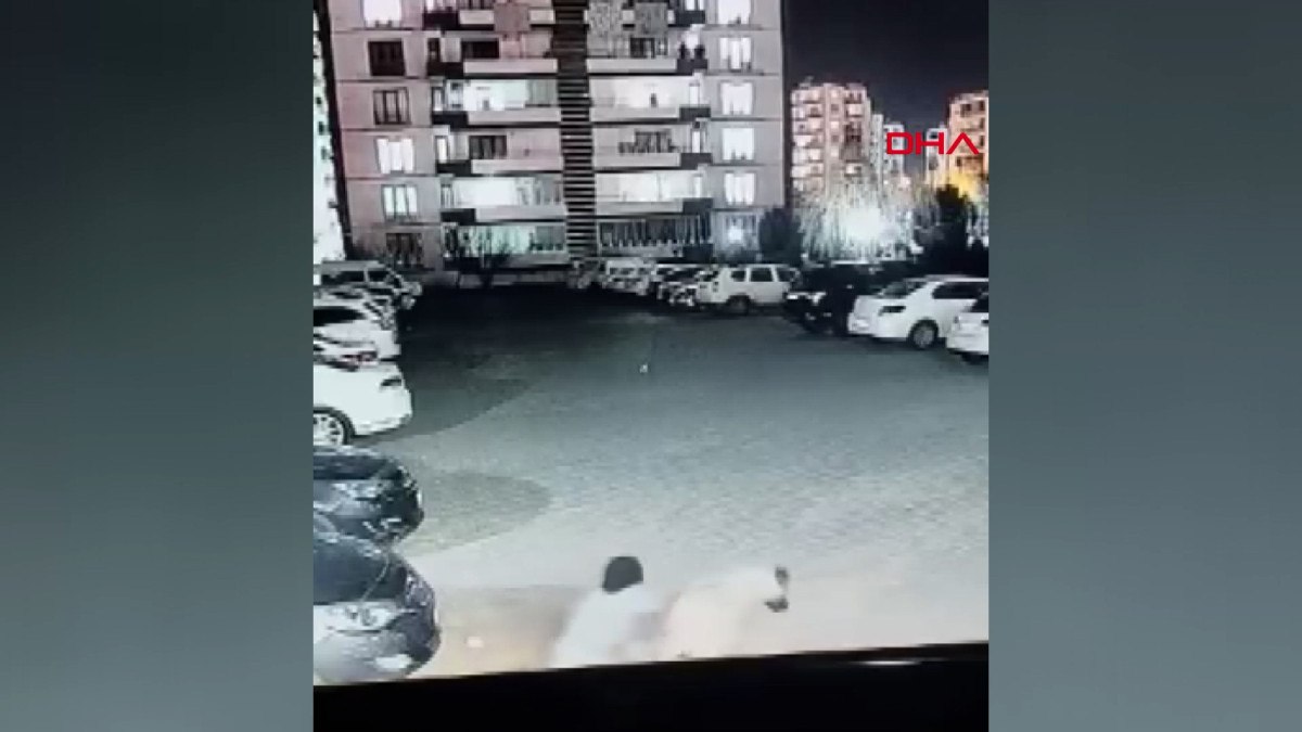 Başıboş Köpek Sorunu Giderek Büyüyor
