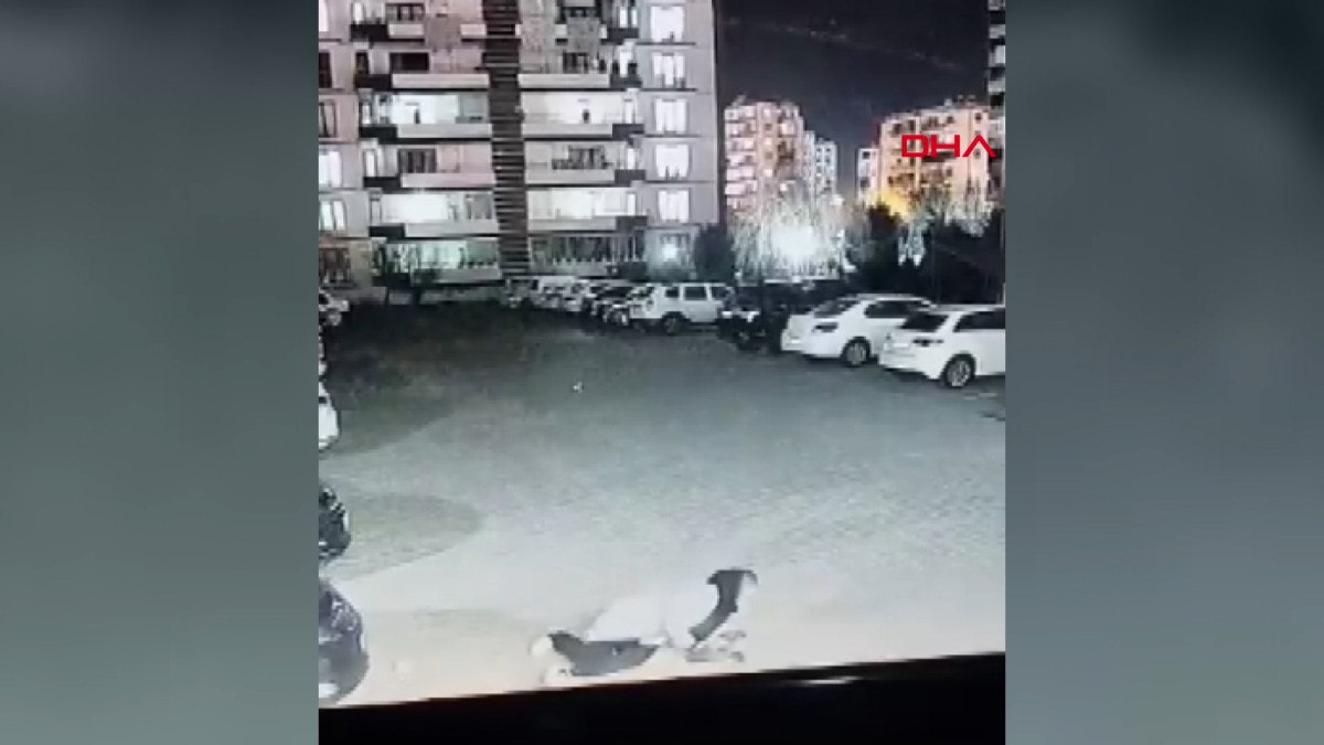 Diyarbakır'da Başıboş Köpek Saldırısı: Kadın ve Çocuk Tehlike Altında