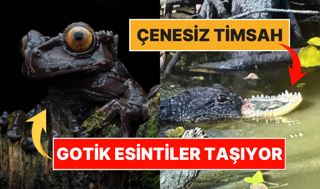 Doğanın vahşi yüzünü keşfedin! Korkutucu gerçekler ve anlarla dolu bu