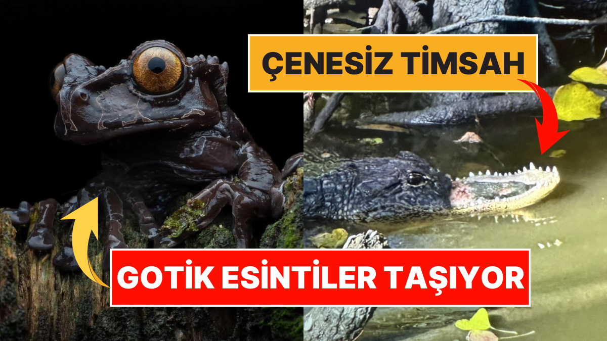 Doğanın vahşi yüzünü keşfedin! Korkutucu gerçekler ve anlarla dolu bu