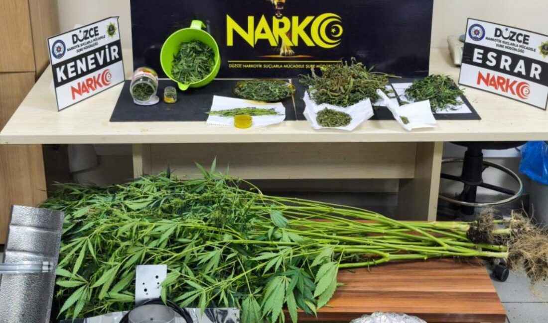 Düzce'de gerçekleştirilen uyuşturucu serası operasyonunda 350 gram esrar ve 11
