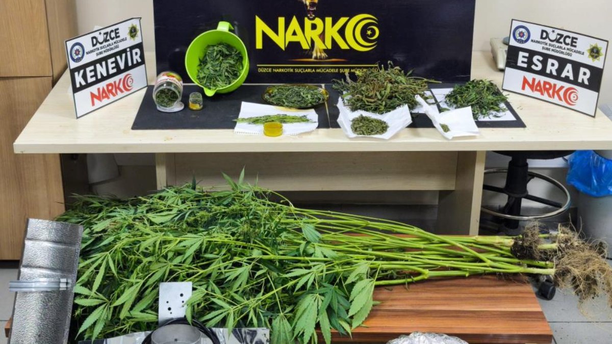Düzce'de gerçekleştirilen uyuşturucu serası operasyonunda 350 gram esrar ve 11