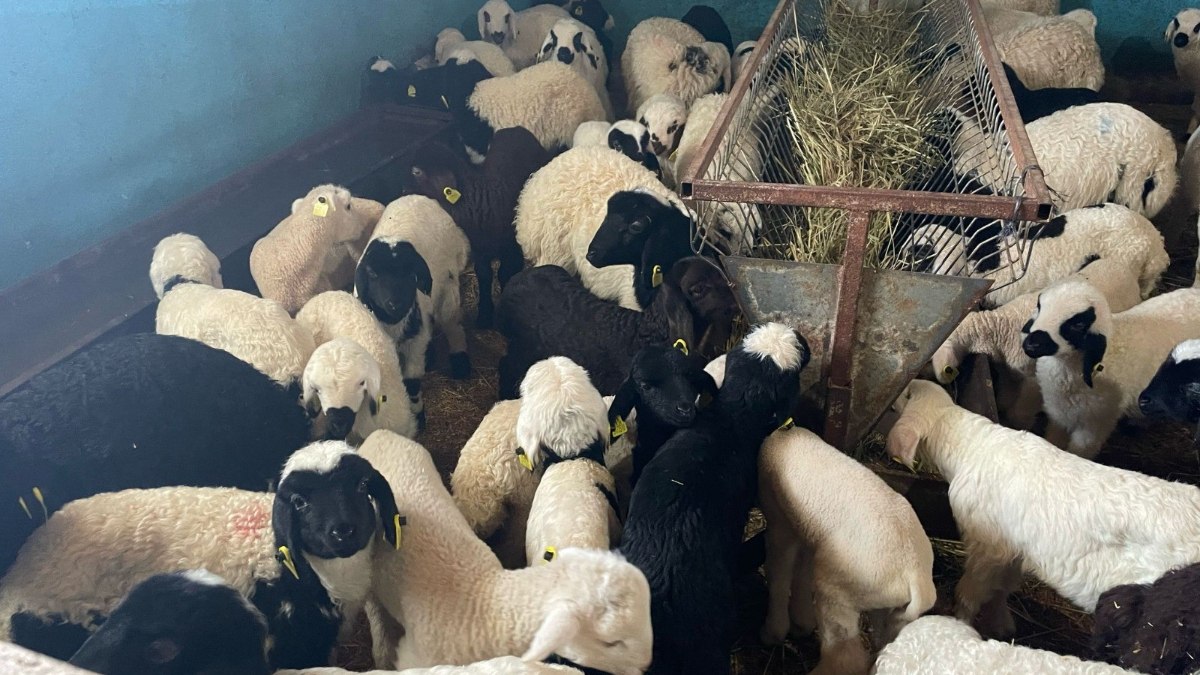Erzincan kentine bağlı Üzümlü ilçesinde yeni doğan kuzuları küpleme çalışmaları