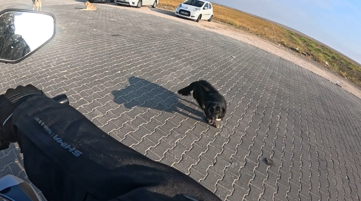 Eskişehir'de Motosiklet Sürücüsüne Sokak Köpeklerinden Saldırı