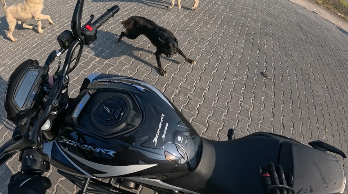 Eskişehir'de Motosiklet Sürücüsüne Sokak Köpeklerinden Saldırı