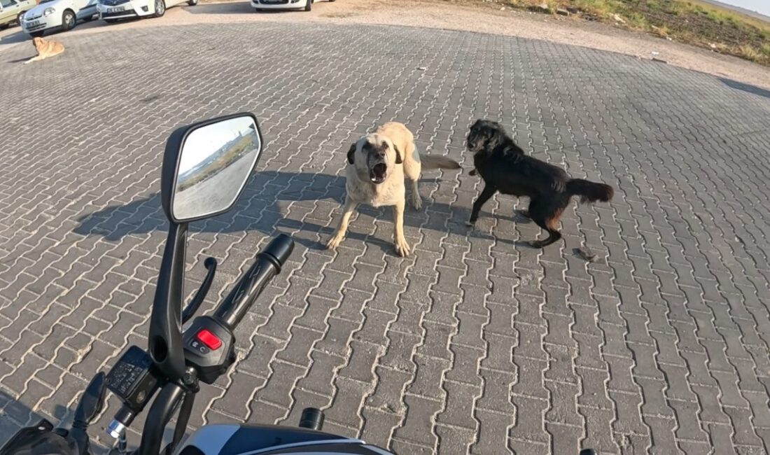 Eskişehir'de bir motosiklet sürücüsüne sokak köpekleri tarafından gerçekleştirilen saldırı, şehirdeki