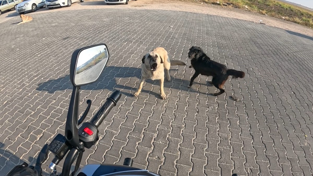 Eskişehir'de bir motosiklet sürücüsüne sokak köpekleri tarafından gerçekleştirilen saldırı, şehirdeki