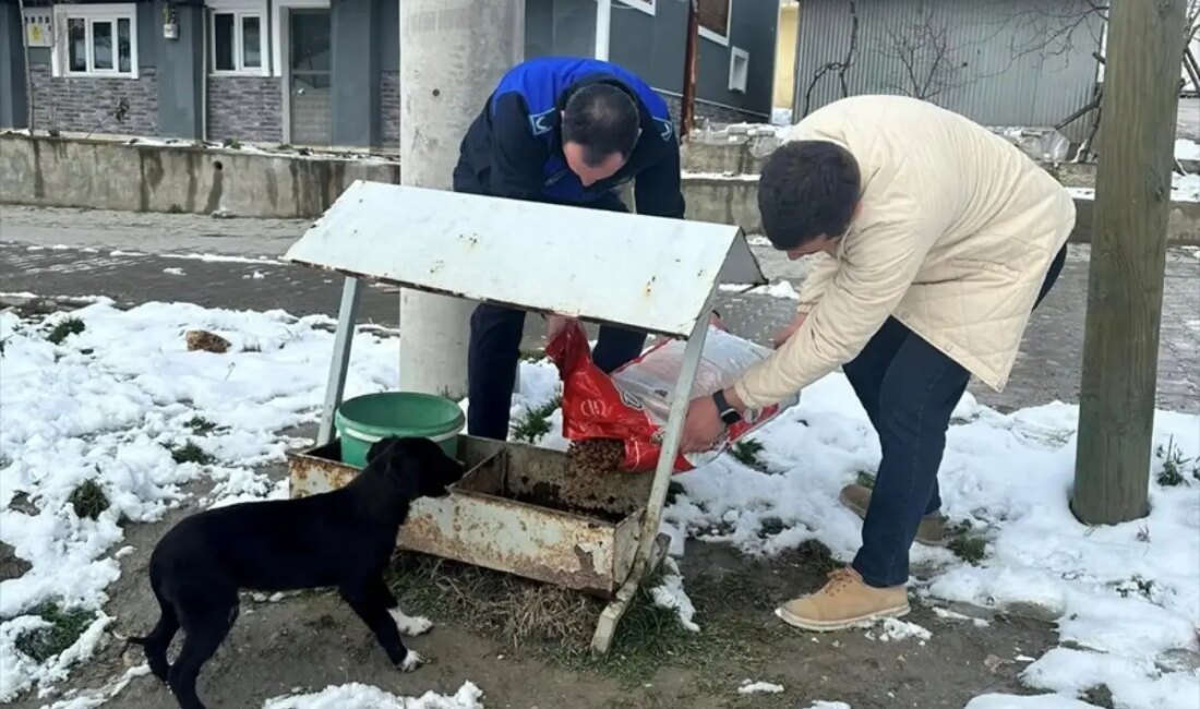 Göynük Belediyesi, sahipsiz hayvanlar için kış desteği sağlıyor. Hayvanların soğuk