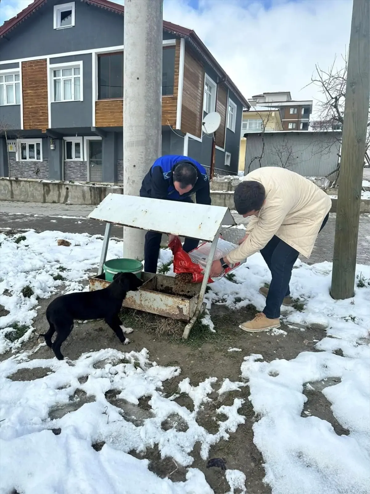 Göynük Belediyesi, sahipsiz hayvanlar için kış desteği sağlıyor. Hayvanların soğuk