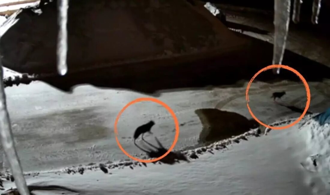 Hakkari'de bir maden tesisine giren kurtlar güvenlik kameralarına yansıdı. Doğanın