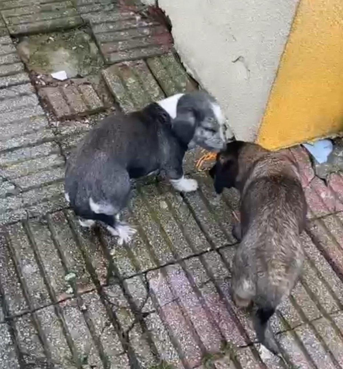 Karacabey'de Okul Bahçesinde Sokak Köpeklerinin Saldırısı