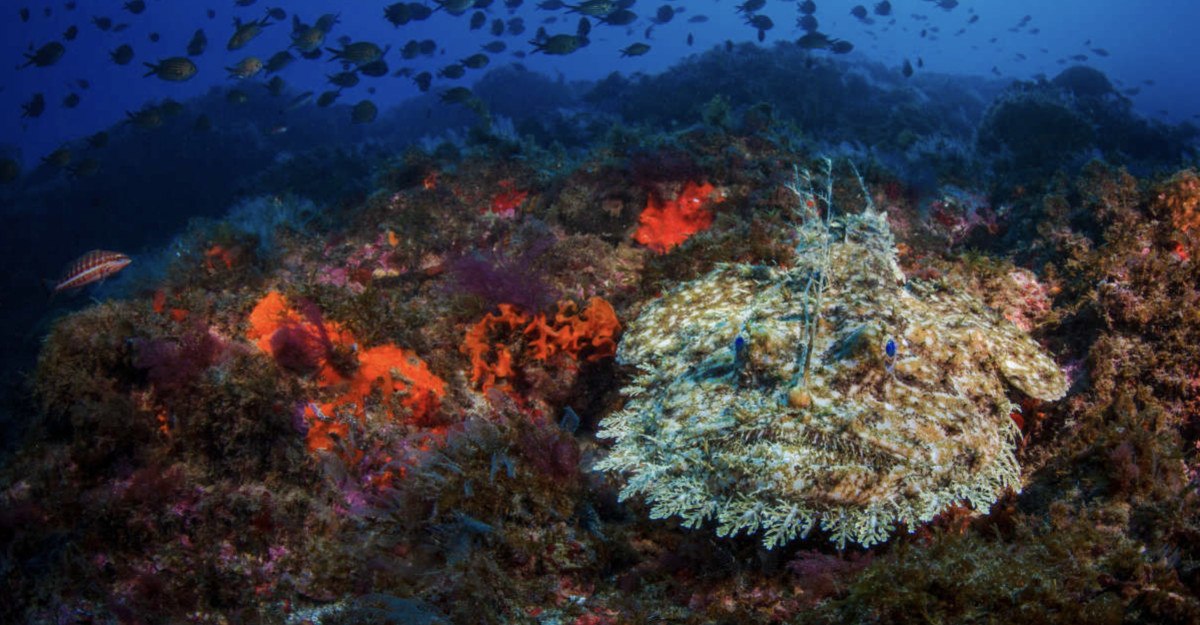 Kayıp Balık Nemo Filminden Efsanevi Bir Görüntü