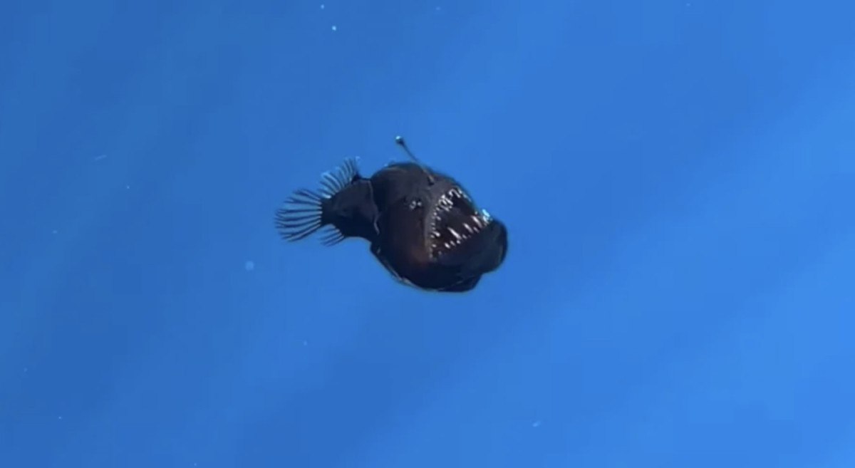 Kayıp Balık Nemo Filminden Sonra Gün Işığında Görülen Melanocetus
