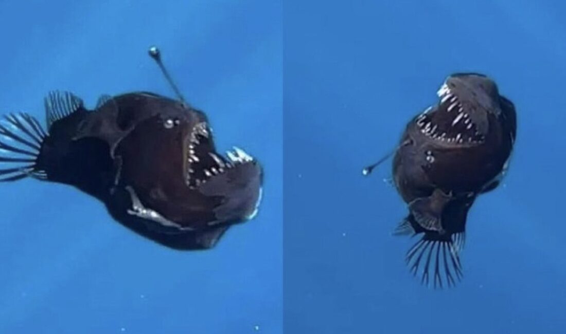 Kayıp Balık Nemo filminden sonra, denizlerin derinliklerinde keşfedilen nadir bir