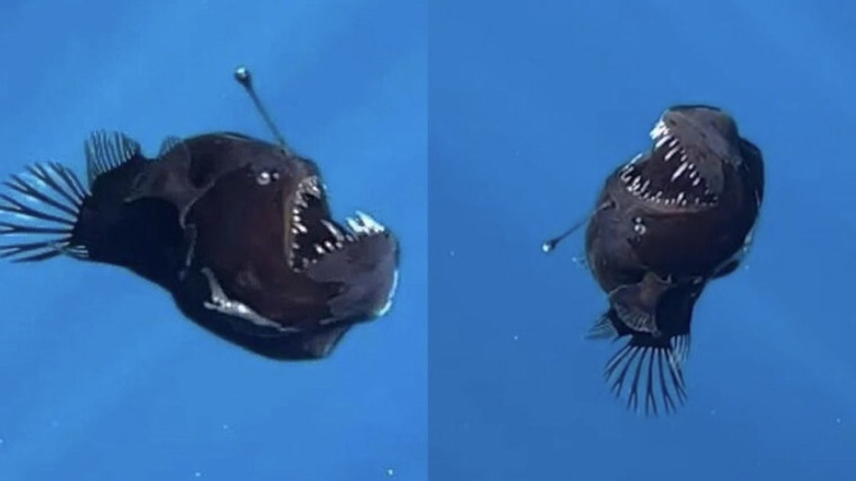 Kayıp Balık Nemo filminden sonra, denizlerin derinliklerinde keşfedilen nadir bir