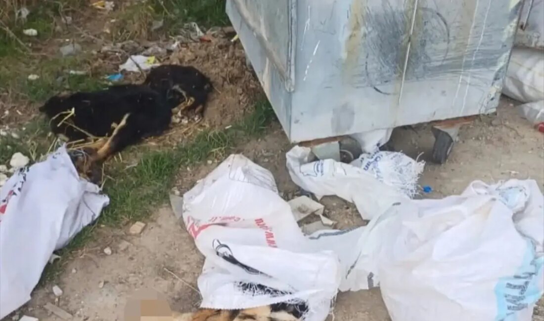 Kırklareli'nde meydana gelen üzücü olayda 11 köpek ve 1 kuzu