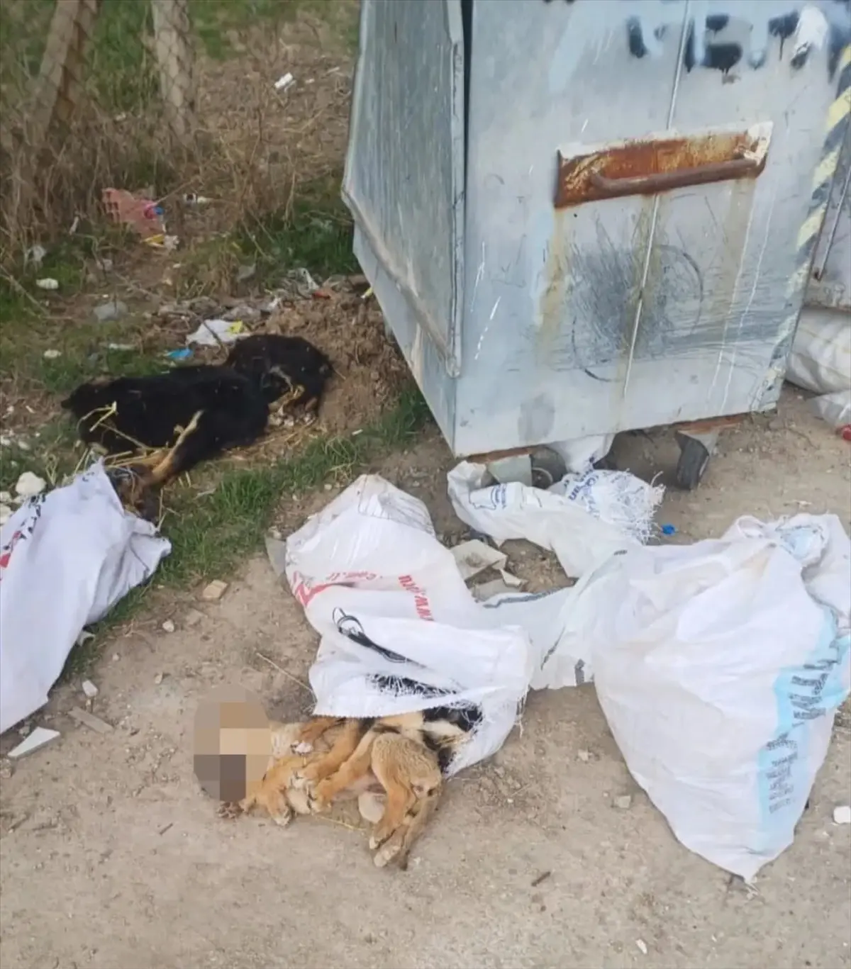 Kırklareli'nde meydana gelen üzücü olayda 11 köpek ve 1 kuzu