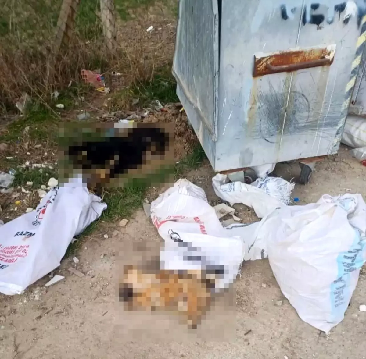 Kırklareli'nde meydana gelen köpek ve kuzu ölümleri üzerine başlatılan soruşturma,