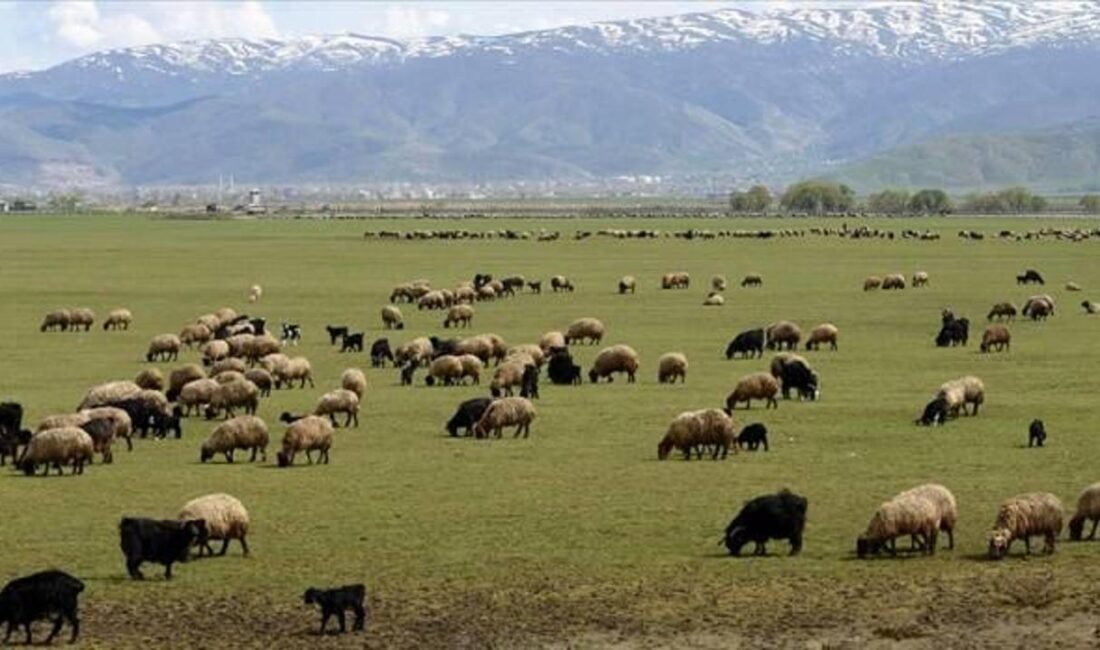 Kırsalda Bereket, Hayvancılığa Destek Projesi ile çiftçilerimize sürdürülebilir hayvancılık uygulamaları