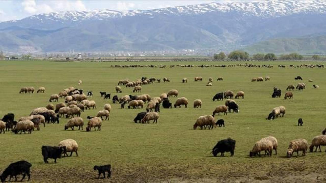 Kırsalda Bereket, Hayvancılığa Destek Projesi ile çiftçilerimize sürdürülebilir hayvancılık uygulamaları