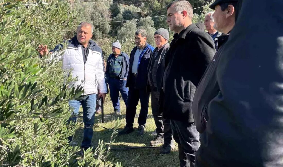Köyceğiz'de tarım müdürlüğü, çiftçilere zeytin budama teknikleri ve hastalıklar hakkında