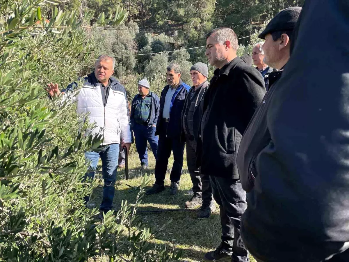 Köyceğiz'de tarım müdürlüğü, çiftçilere zeytin budama teknikleri ve hastalıklar hakkında