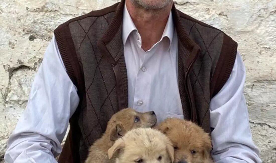 Kurt saldırısı sonrası yavru köpeklerin hayatta kalma mücadelesini keşfedin. Doğanın