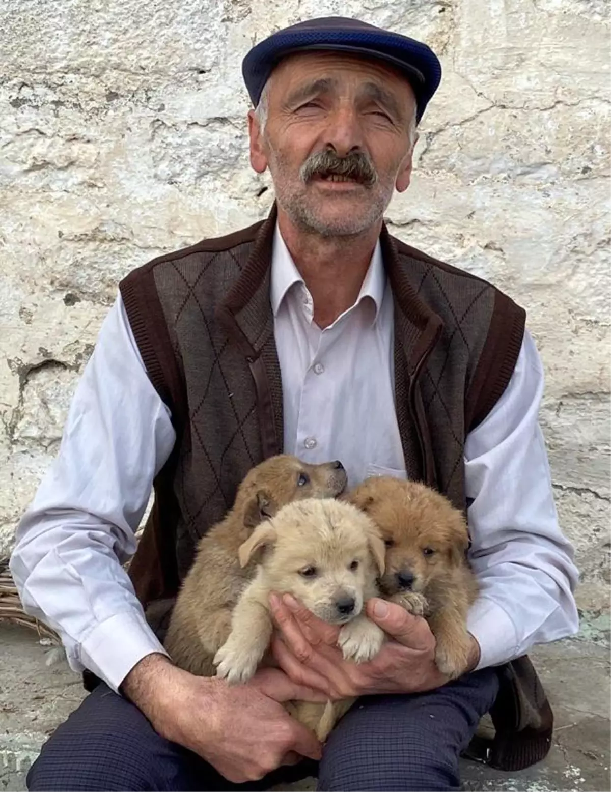 Kurt saldırısı sonrası yavru köpeklerin hayatta kalma mücadelesini keşfedin. Doğanın