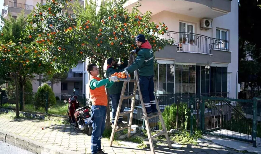 Kuşadası Belediyesi, cadde ve sokaklardaki turunç ağaçlarının meyvelerini toplayarak Ada