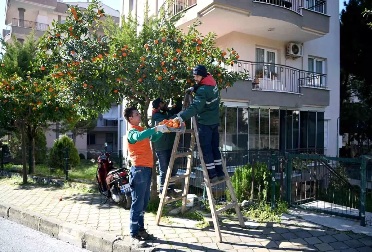 Kuşadası Belediyesi, cadde ve sokaklardaki turunç ağaçlarının meyvelerini toplayarak Ada