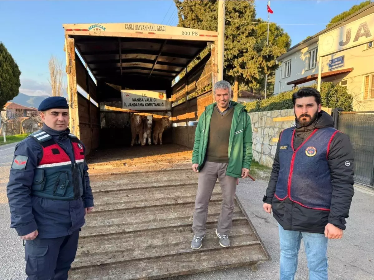 Manisa'da çalınan buzağılar, jandarma ekipleri tarafından bulundu. Olayın detayları, çalınma