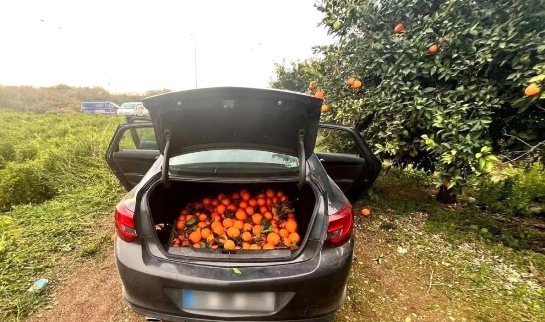 Mersin'de bir narenciye bahçesinde meydana gelen hırsızlık olayı, güvenlik kameraları