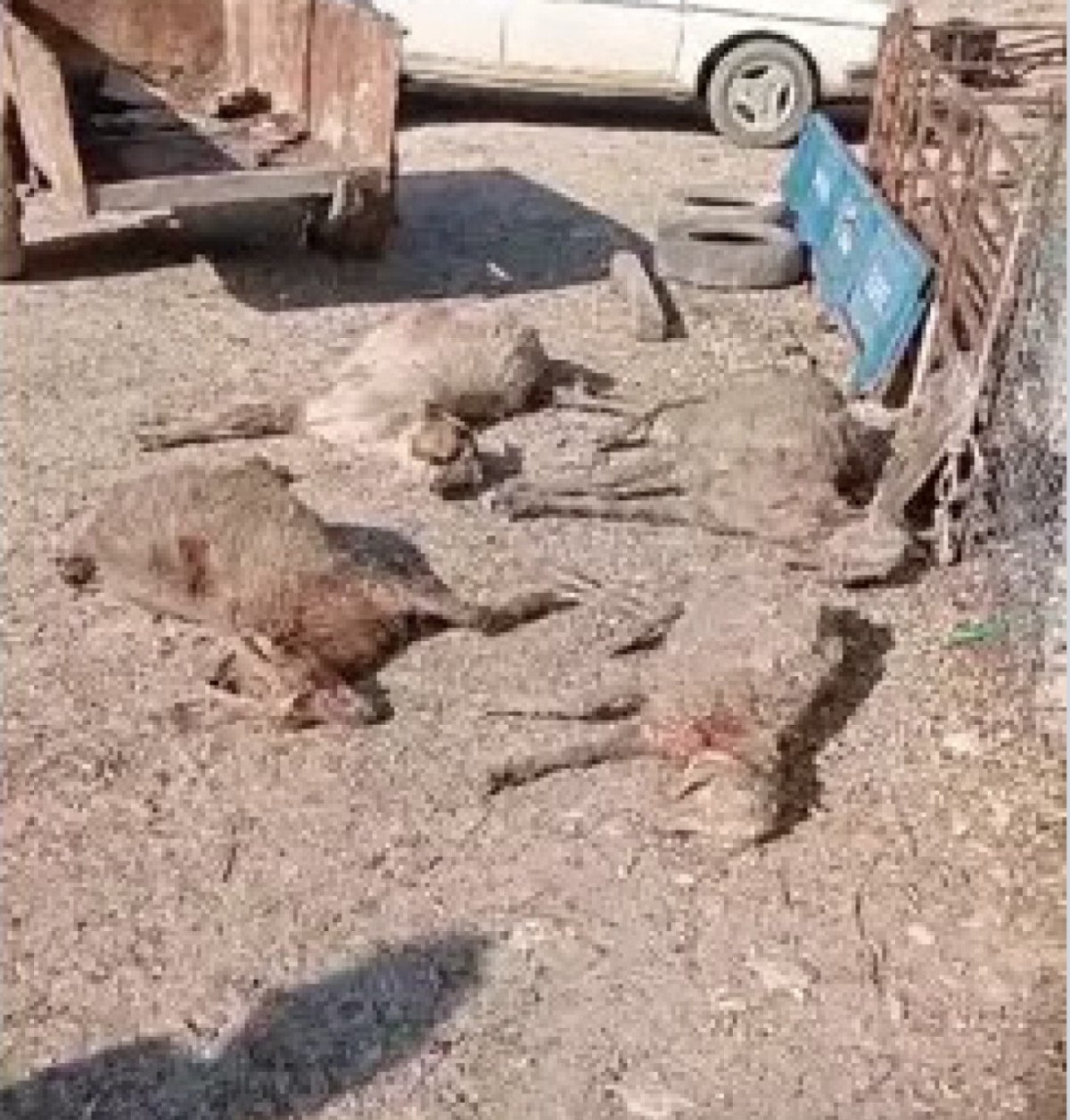 Mersin'de Sokak Köpekleri Tarafından Gerçekleşen Üzücü Olay