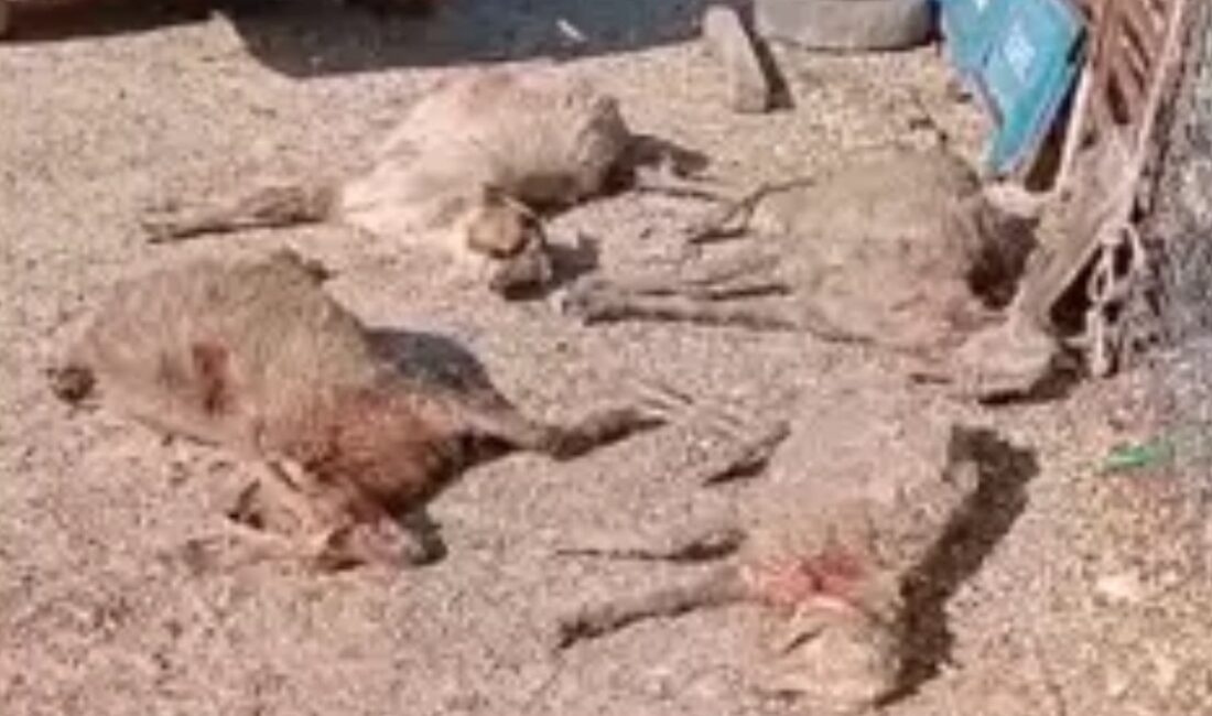 Mersin'de sokak köpekleri tarafından 26 gebe hayvanın telef olması, hayvan