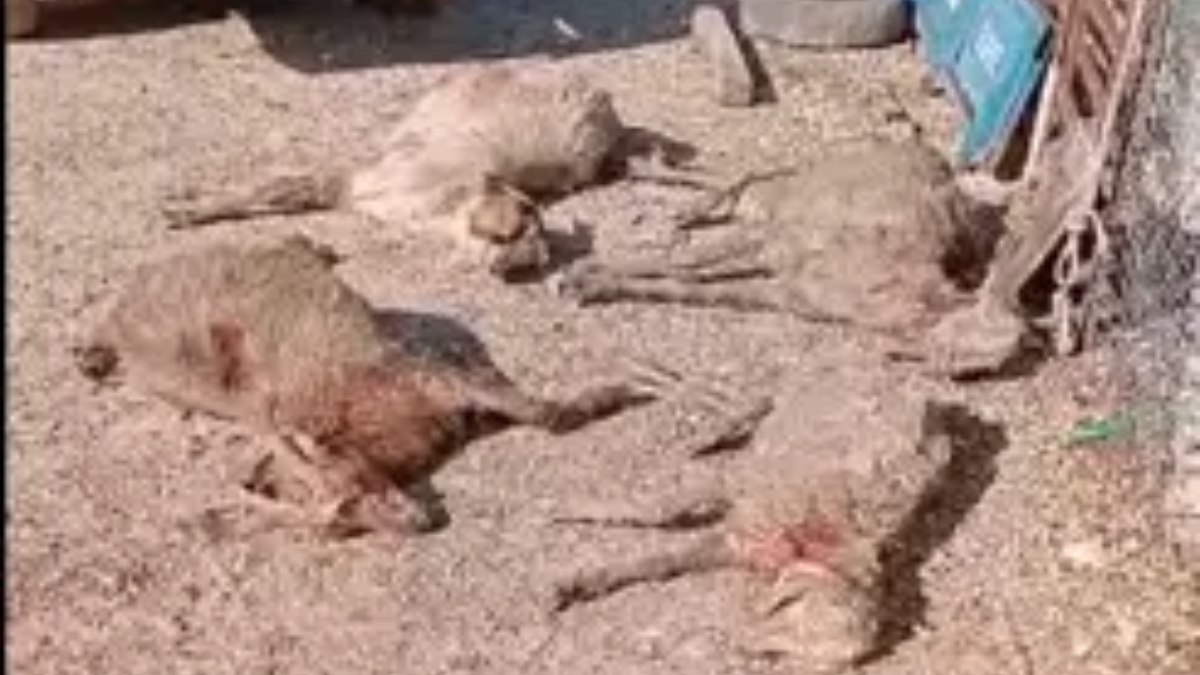 Mersin'de sokak köpekleri tarafından 26 gebe hayvanın telef olması, hayvan