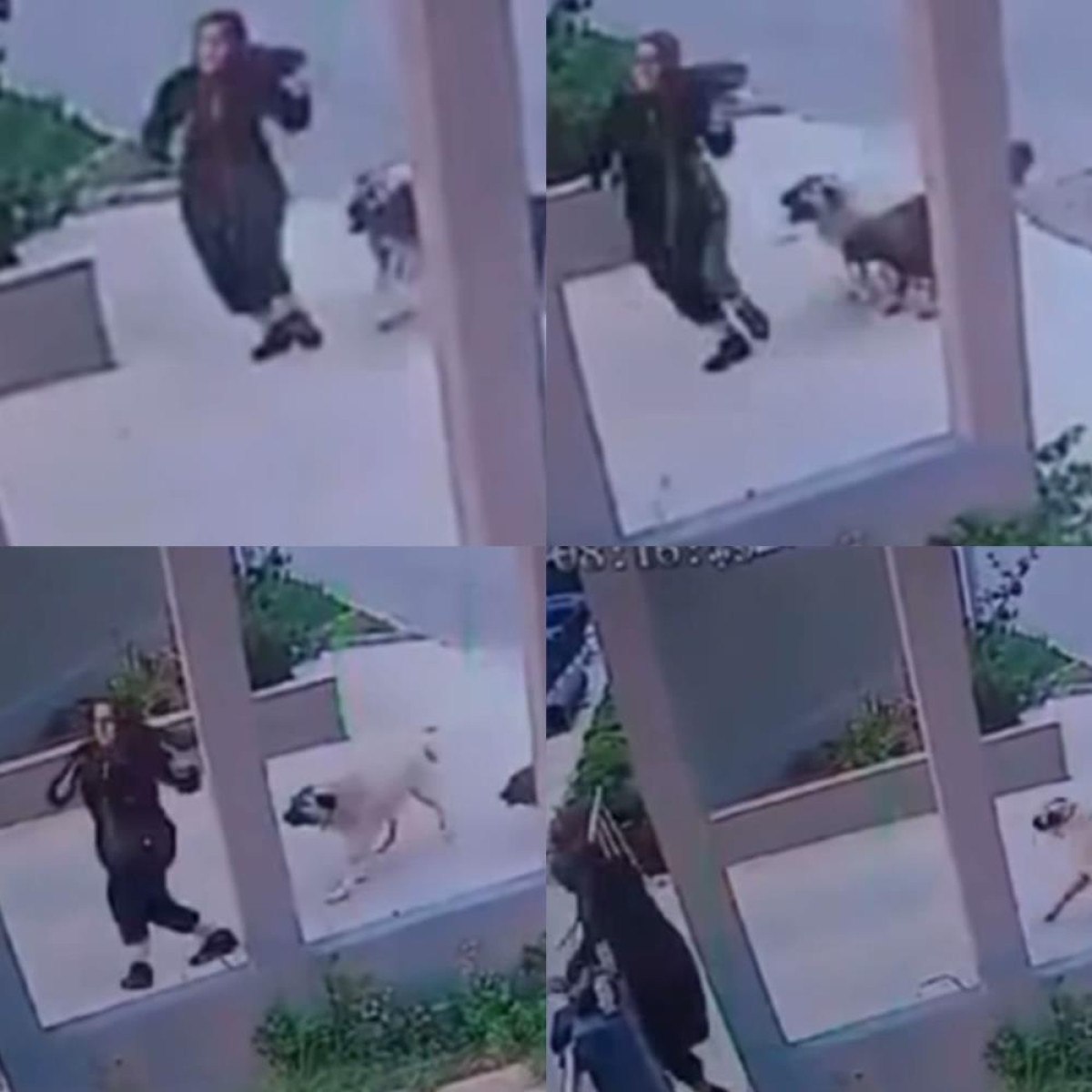 Mersin'de Sokak Köpeklerinin Artışı Endişe Veriyor
