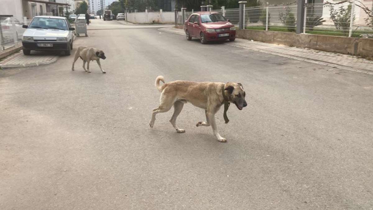 Mersin'de Sokak Köpeklerinin Artışı ve Tehlikeleri