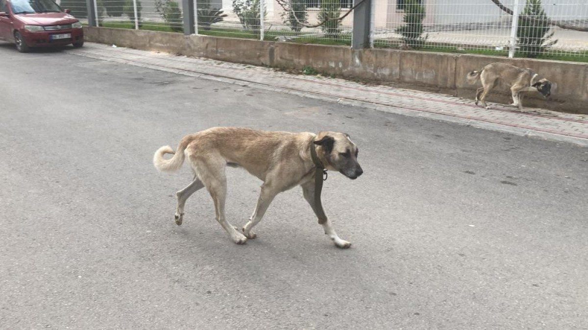 Mersin'de Sokak Köpeklerinin Artışı ve Tehlikeleri