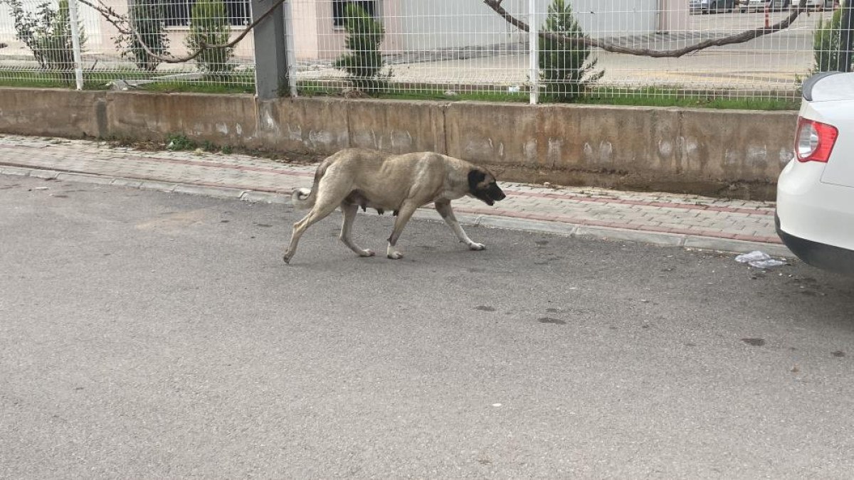Mersin'de Sokak Köpeklerinin Artışı ve Tehlikeleri