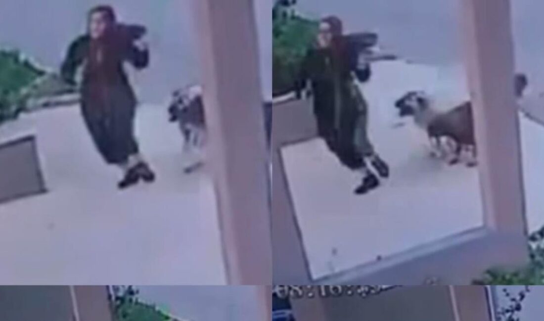 Mersin'de sokak köpeklerinin artışı, şehirdeki yaşamı etkiliyor. Bu durum, hem