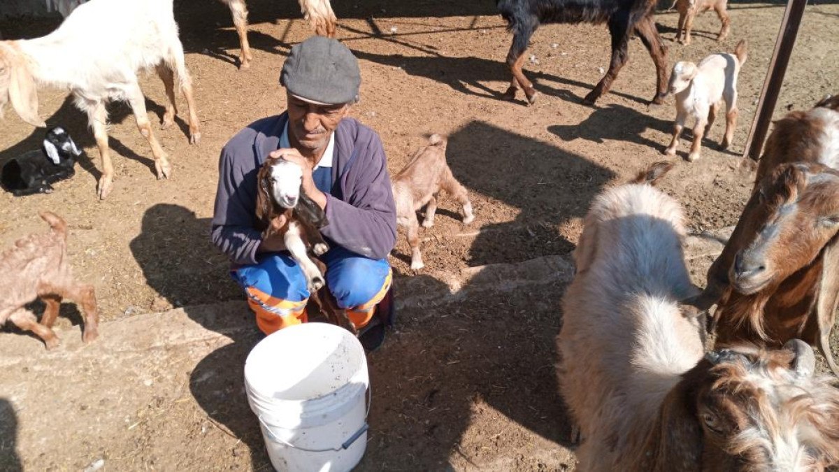 Mersin'de Sokak Köpekleri Dehşet Saçtı